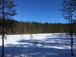 A photograph of a snow-covered field lined with tall birch trees and a bright blue sky